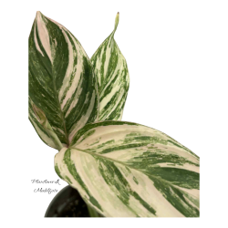 Calathea Glaza 6cm