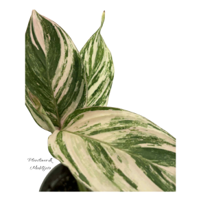 Calathea Glaza 6cm