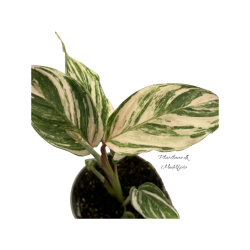 Calathea Glaza 6cm