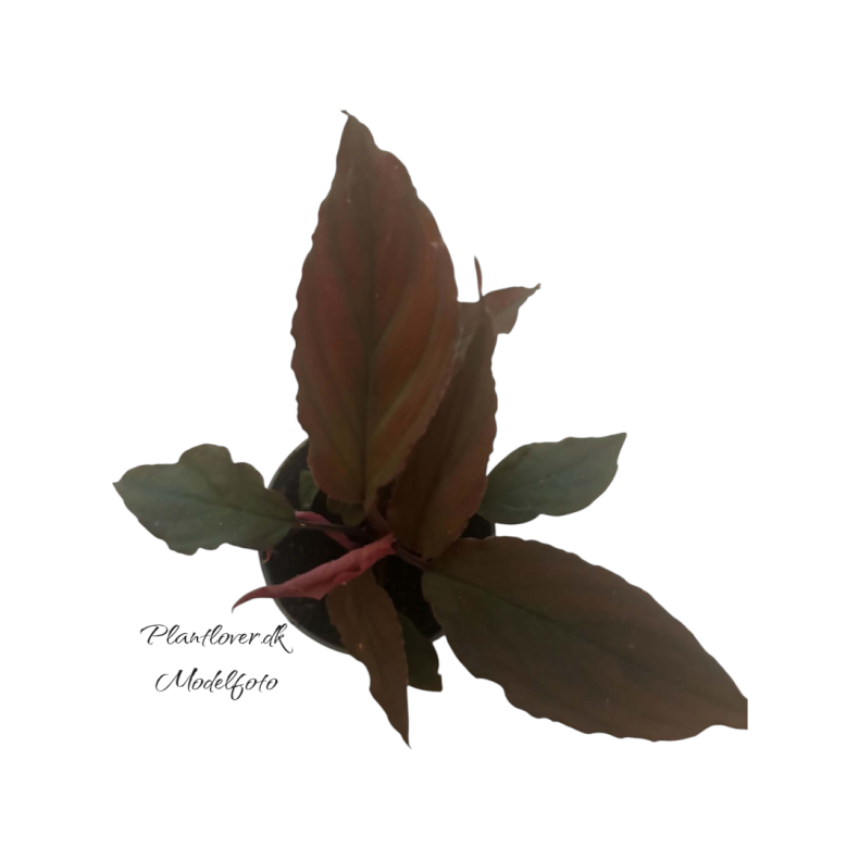 Homalomena sp. Red Velvet 6cm
