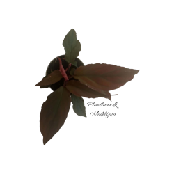 Homalomena sp. Red Velvet 6cm