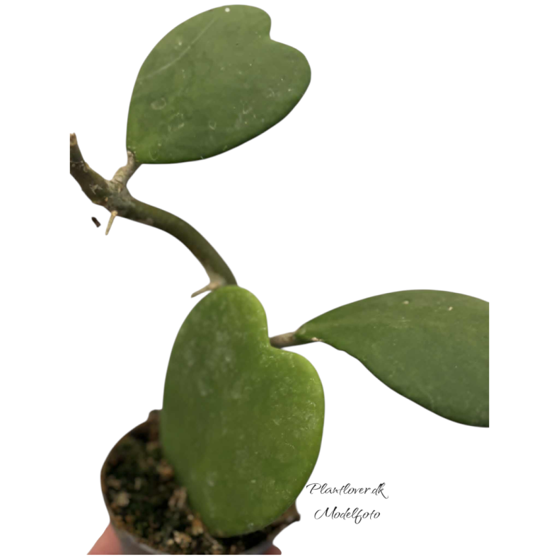 Hoya Kerri 6cm