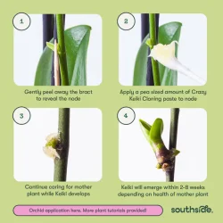 Keiki Paste 7ml - Southside