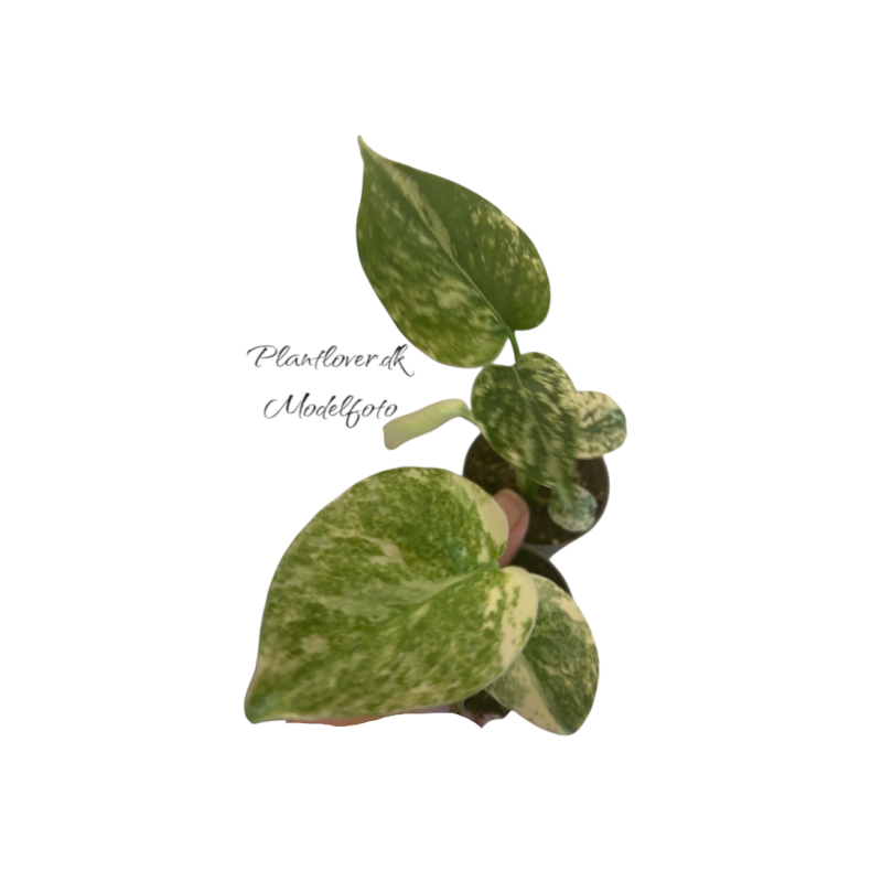 Monstera Deliciosa Legacy 6cm