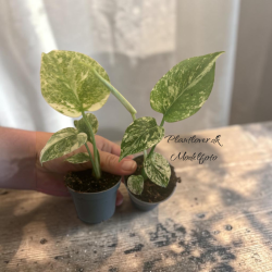 Monstera Deliciosa Legacy 6cm