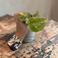 Monstera Deliciosa Legacy 6cm