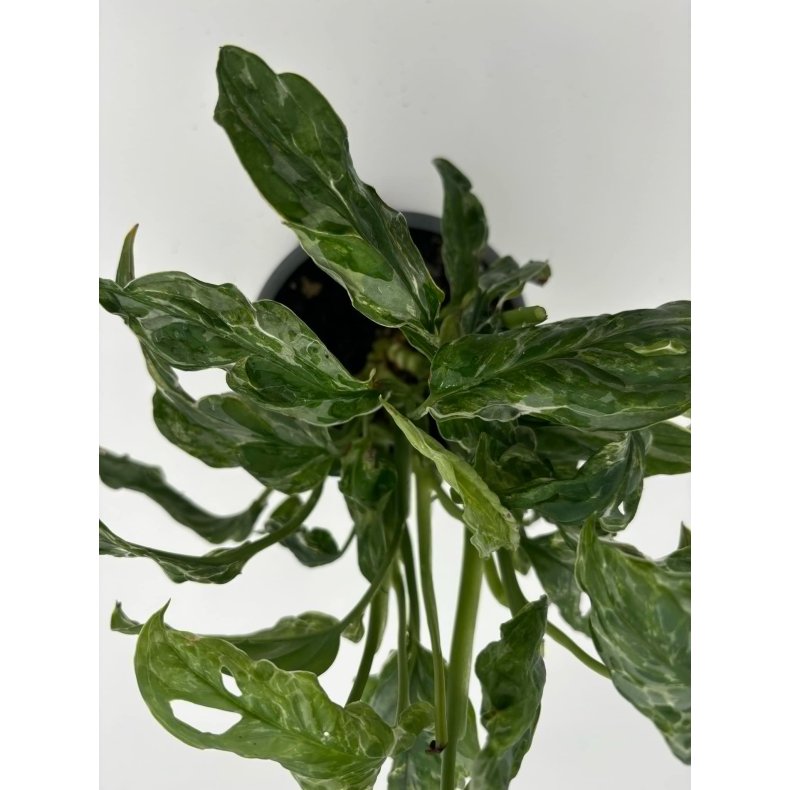Monstera Adansonii Indonesian Marble 12cm