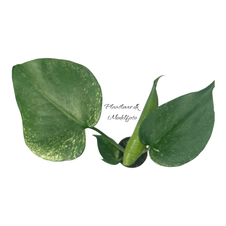 Monstera Devil Monster 6cm
