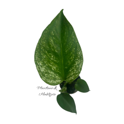 Monstera Devil Monster 6cm