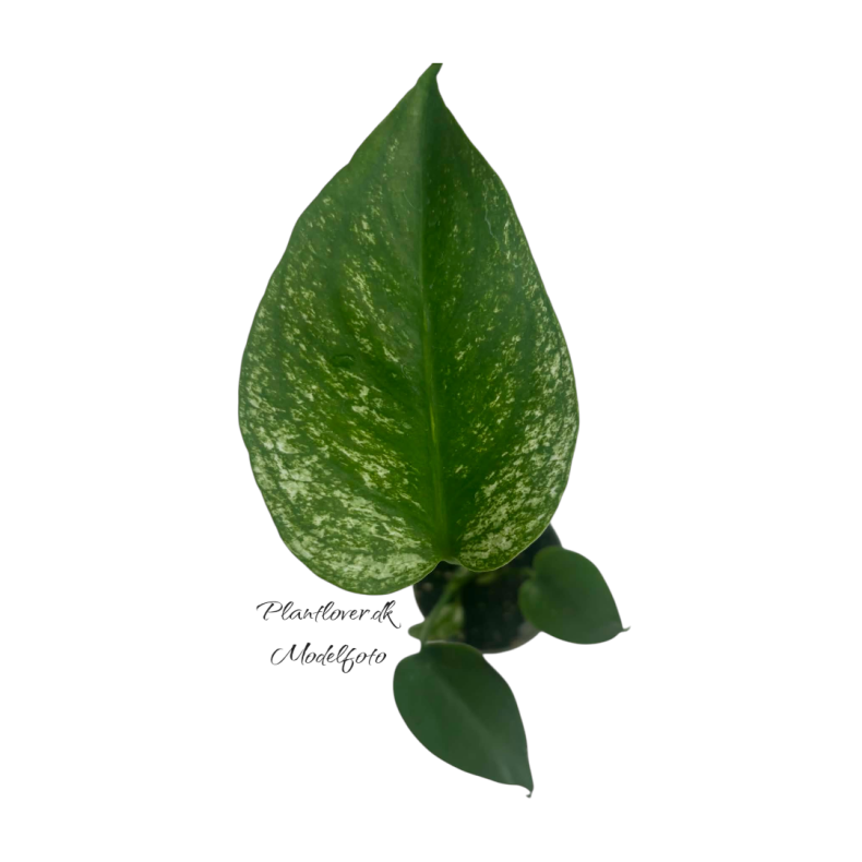 Monstera Devil Monster 6cm