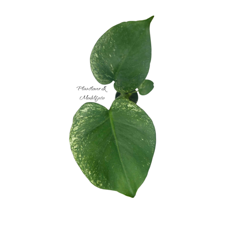 Monstera Devil Monster 6cm