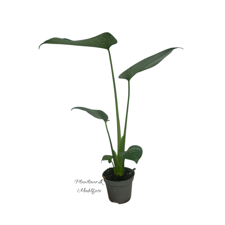 Monstera Devil Monster 6cm