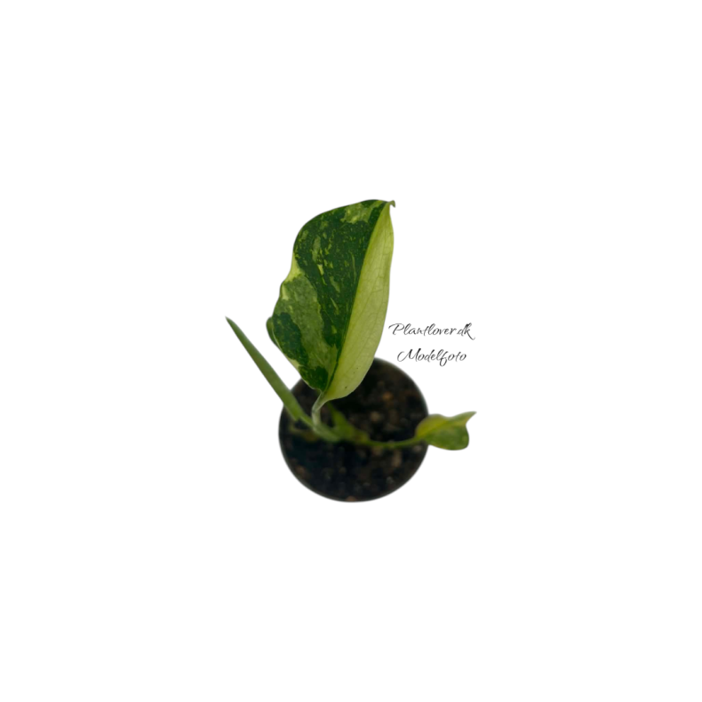Monstera Electrolight 6cm