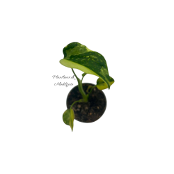 Monstera Electrolight 6cm