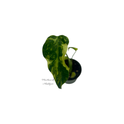 Monstera Electrolight 6cm
