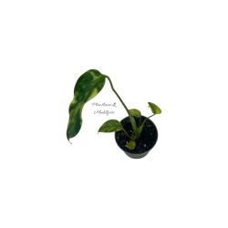 Monstera Electrolight 6cm