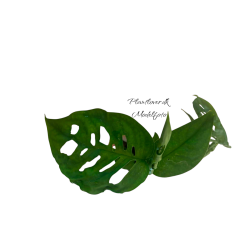 Monstera Esqueleto 6 cm