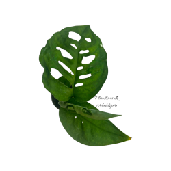 Monstera Esqueleto 6 cm