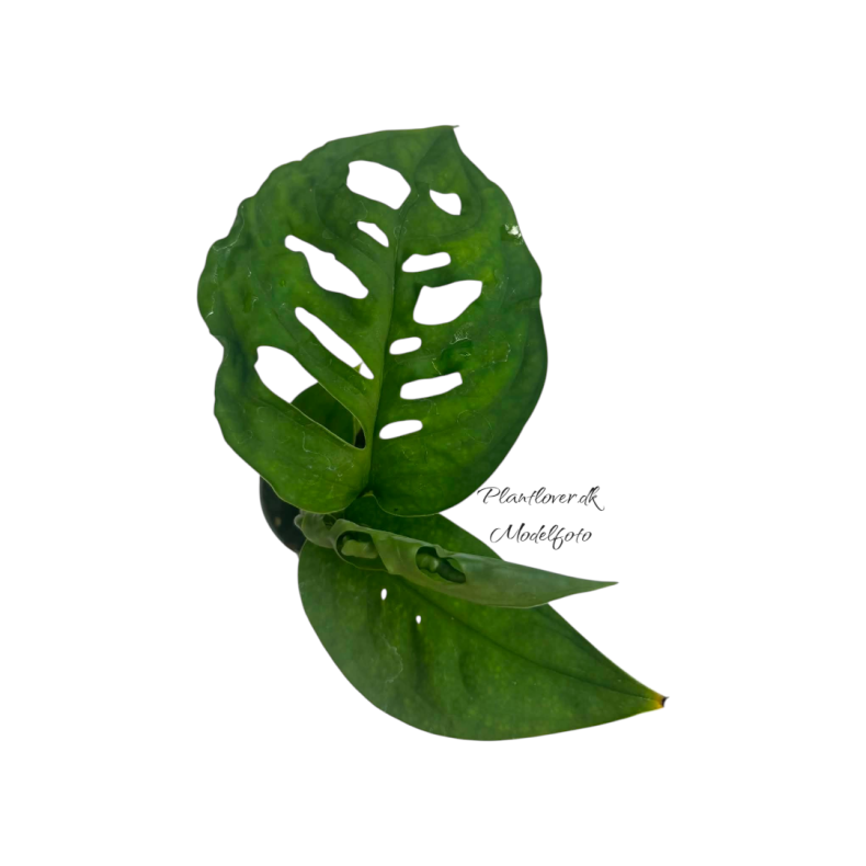 Monstera Esqueleto 6 cm