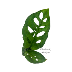 Monstera Esqueleto 6 cm