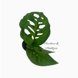 Monstera Esqueleto 6 cm