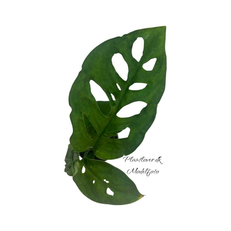 Monstera Esqueleto 6 cm