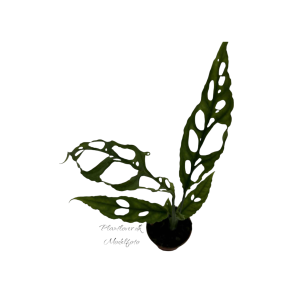 Monstera Obliqua Peru 6 cm potte