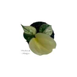 Monstera White Monster 6 cm