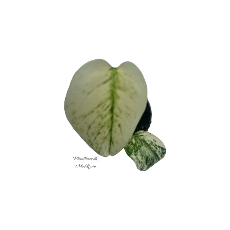 Monstera White Monster 6 cm