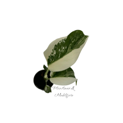 Monstera Deliciosa Albo 6cm