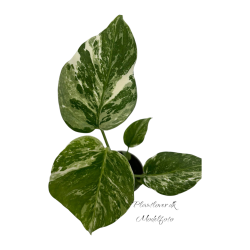 Monstera Deliciosa Albo 6cm