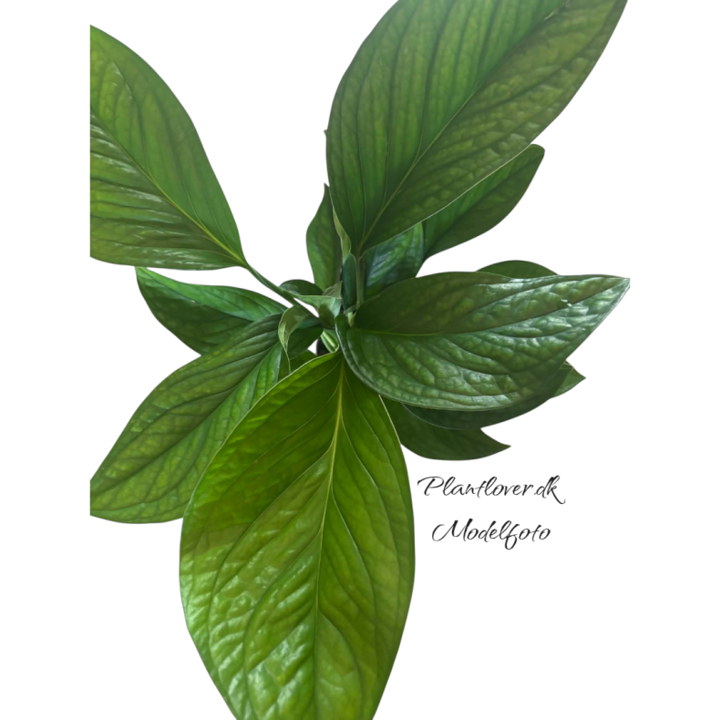 Monstera Pinnatipartita 12 cm