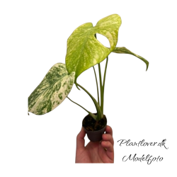 Monstera Deliciosa Mint Full 6cm