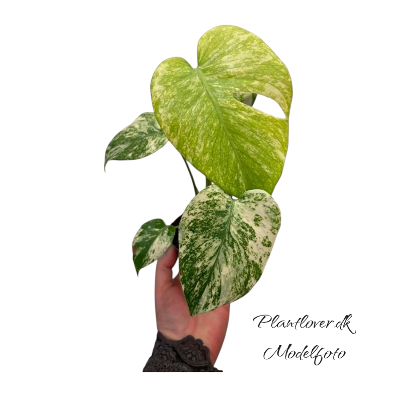 Monstera Deliciosa Mint Full 6cm