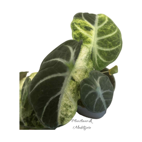 Alocasia Ninja Variegata 6cm