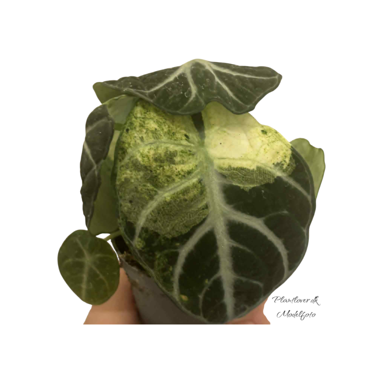 Alocasia Ninja Variegata 6cm
