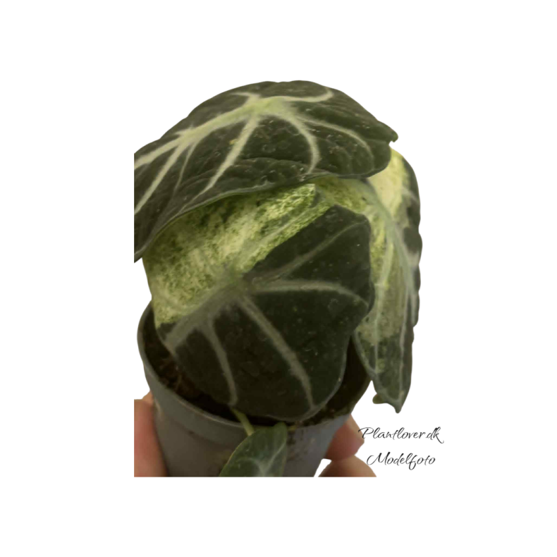 Alocasia Ninja Variegata 6cm