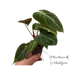 Phillodendron el Choco Red 6cm
