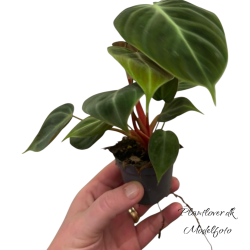 Phillodendron el Choco Red 6cm
