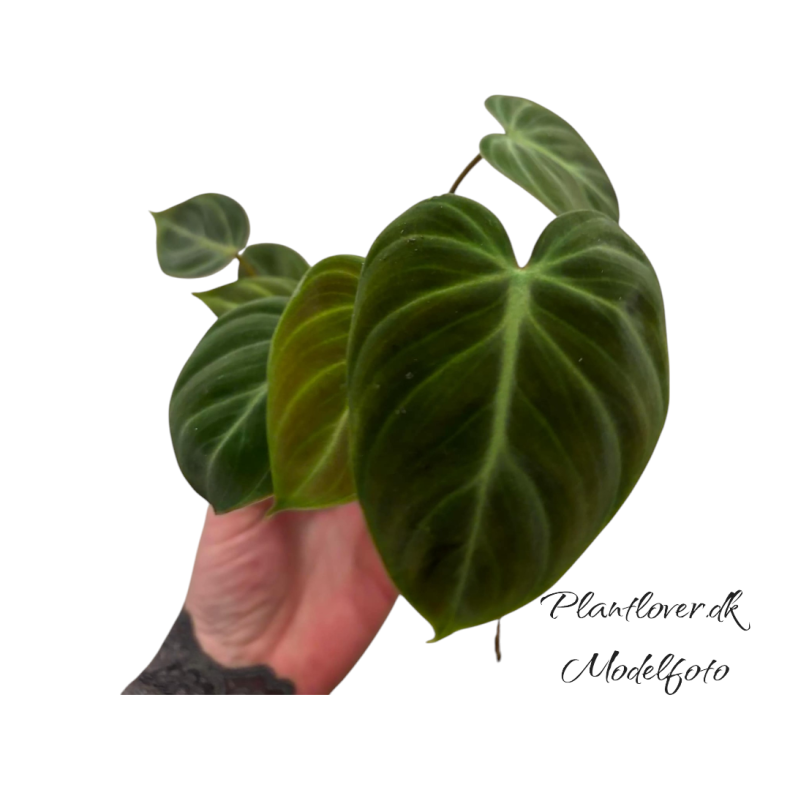 Phillodendron el Choco Red 6cm