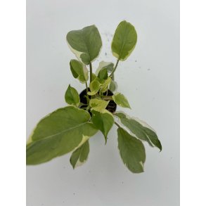 Philodendron Burle Marx Variegated  lava 6cm