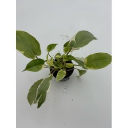 Philodendron Burle Marx Variegated  lava 6cm