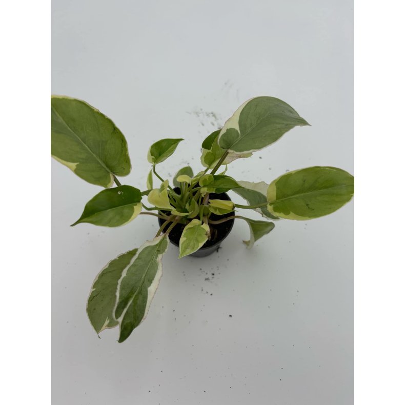 Philodendron Burle Marx Variegated  lava 6cm