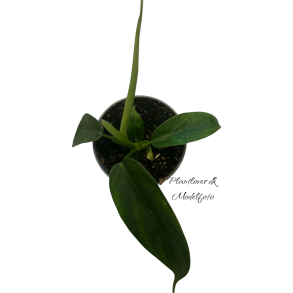 Philodendron Patricia 6 cm