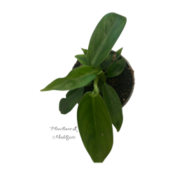 Philodendron Patricia 6 cm