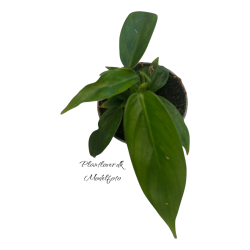Philodendron Patricia 6 cm