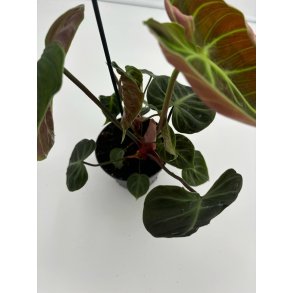 Philodendron Rubrijuvenile El Choco 12cm