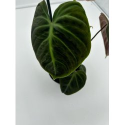 Philodendron Rubrijuvenile El Choco 12cm