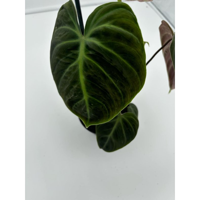 Philodendron Rubrijuvenile El Choco 12cm