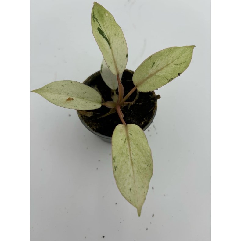 Philodendron Snowdrift 6cm